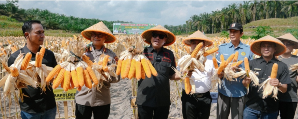 Panen Raya Jagung Pipil di Kecamatan Singingi