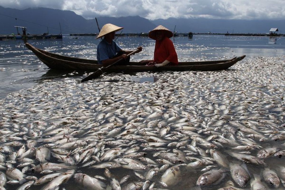 Ikan di Danau Maninjau yang mati/Kompas