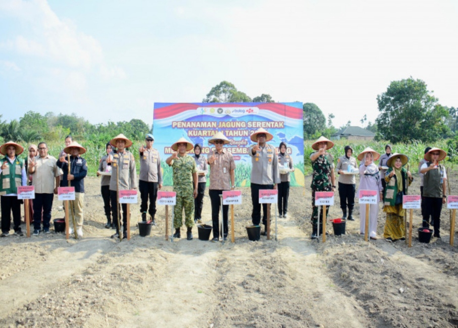 Penanaman Jagung Pipil di Desa Ridan Permai Kampar