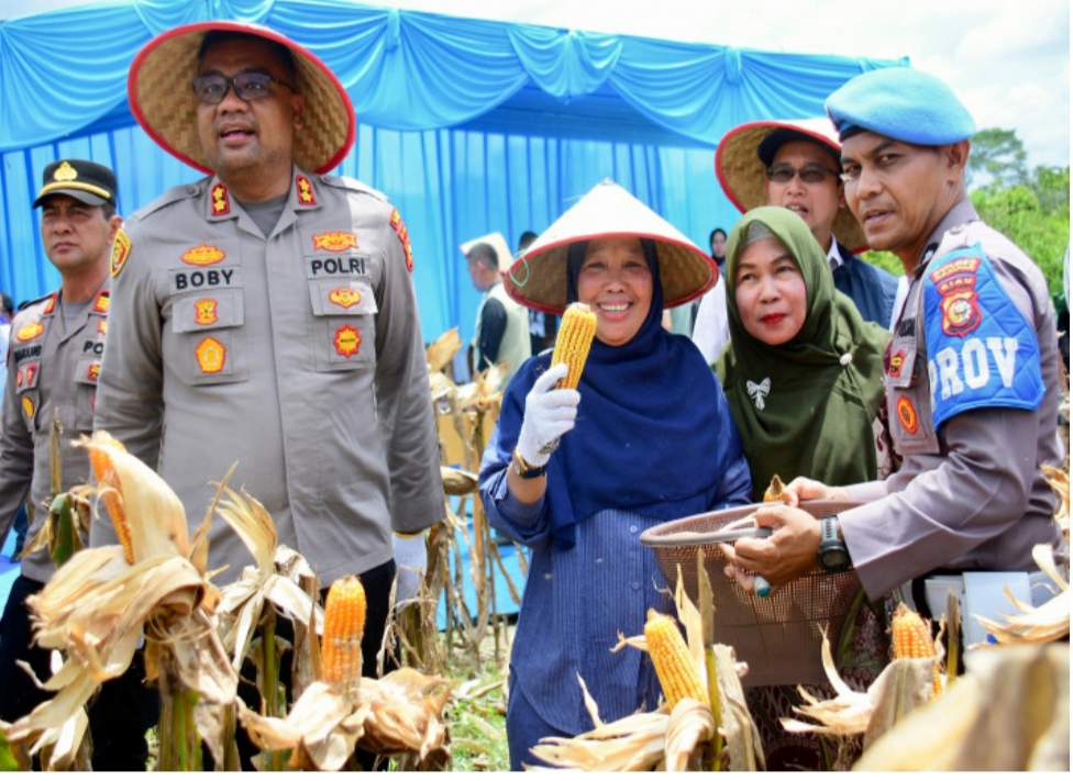 Panen raya jagung di Bangkinang Kota