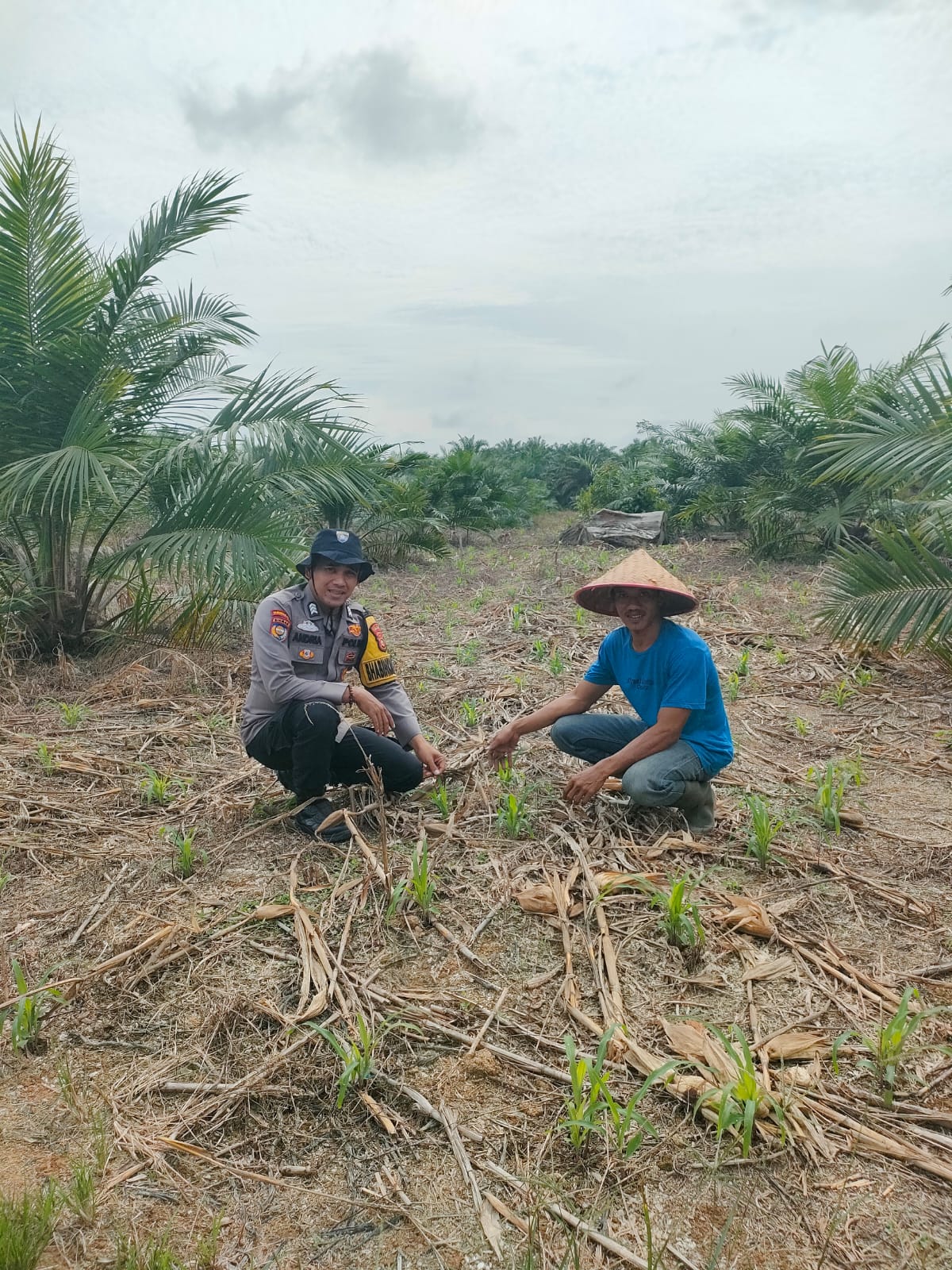 Dukung Ketahanan Pangan Nasional, Bhabinkamtibmas Polsek Kepenuhan Pantau Perkembangan Jagung Hibrida Milik Warga Kasimang