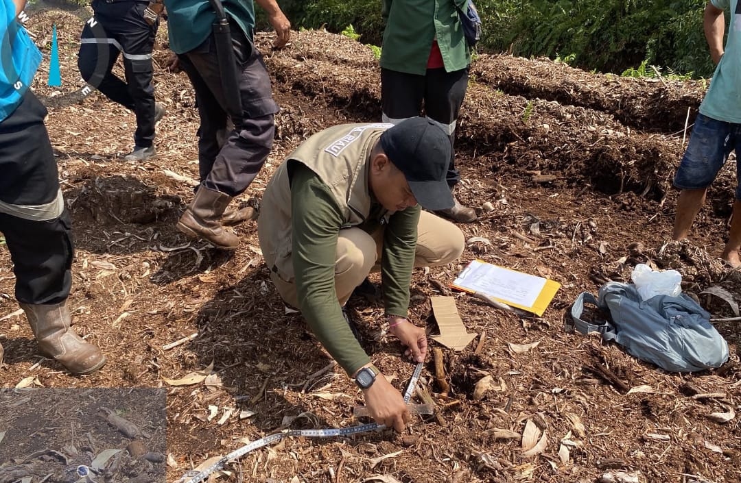 Jejak harimau yang diduga menerkam remaja di Pelalawan