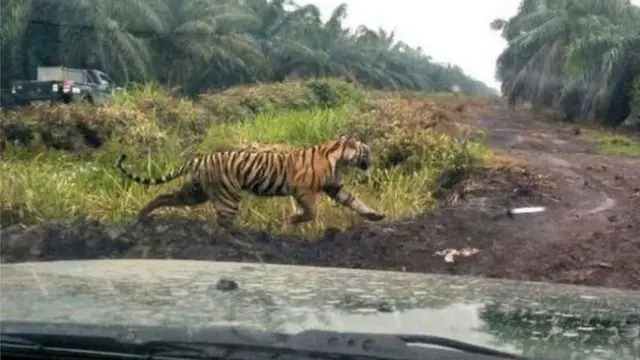 Harimau Sumatera