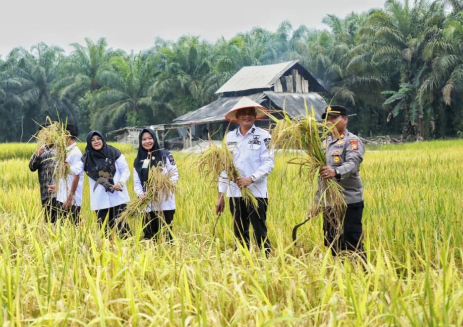 Lahan sawah di Kabupaten Siak