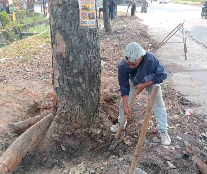 Seorang pekerja sedang memindahkan pohon di tepi jalan. Foto: Istimewa.