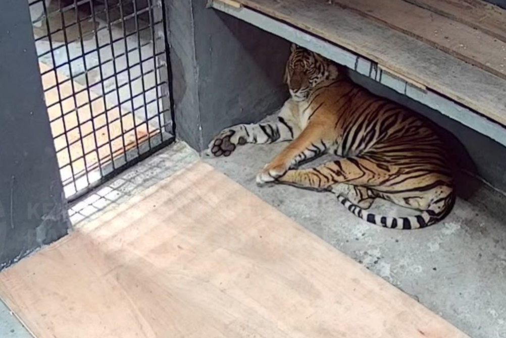 Harimau sumatera masuk ke dalam kandang jebak